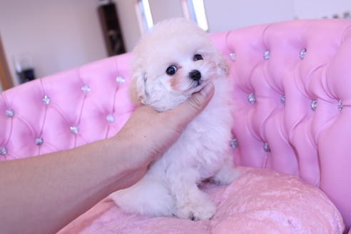 成約済の茨城県のトイプードル-59148の4枚目